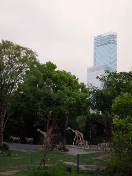 天王寺動物園ナイトZooに行ってきた